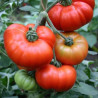 Tomate Marmande , 10 semillas (184)