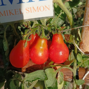 Tomate Pera Roja , 10 semillas (187)