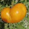 Tomate Limmony , 10 semillas  (195)