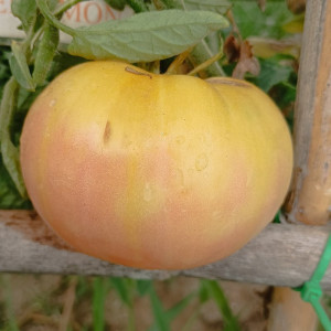 Tomate Jack White , 10 semillas (197)