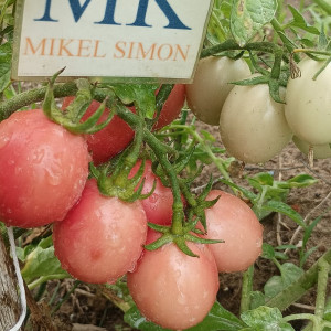Tomate Thai Pink Egg , 10 semillas (201)