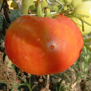 Tomate Wonder Steps , 10 semillas (202)
