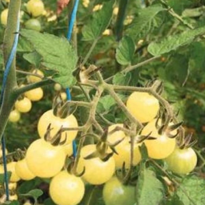 Tomate White Grosella , 10 semillas (208)