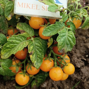 Tomate Venus , 10 semillas (210)