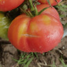 Tomate Ponderosa Rosa , 10 semillas (211)