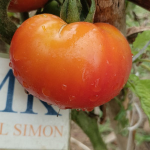 Tomate Marglobe , 10 semillas (213)
