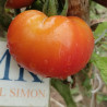 Tomate Marglobe , 10 semillas (213)