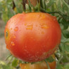 Tomate Duchman , 10 semillas (216)