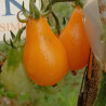 Tomate Pera Amarilla , 10 semillas (218)
