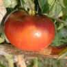Tomate Ananas Blue , 10 semillas (222)