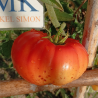 Tomate Pumpkin Escarlata , 10 semillas (223)