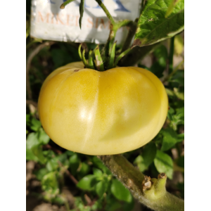 Tomate Phantom of Laos , 10 semillas (225)