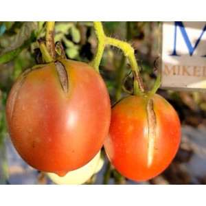 Tomate Barao Tsarskiy , 10 semillas (226)
