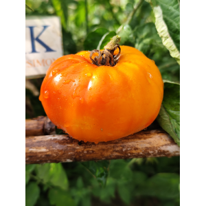 Tomate AUCH , 10 semillas (227)