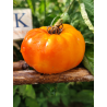 Tomate AUCH , 10 semillas (227)