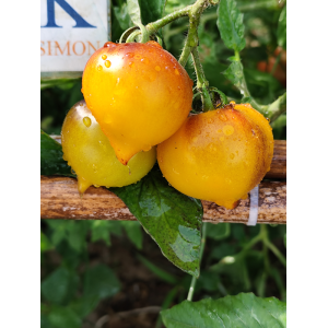 Tomate Beautiful Heart , 10 semillas (265)