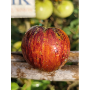 Tomate de Saint Jean de Beuregard , 10 semillas (269)