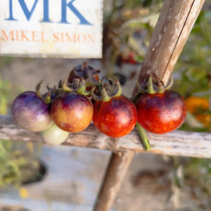 Tomate Flamed Black, 10 Semillas (274)