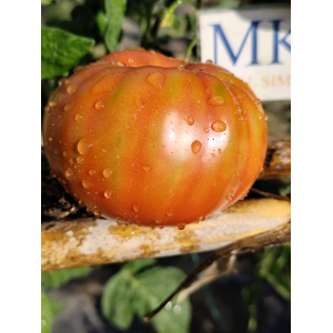 Tomate Chianti Rose , 10 semillas (275)