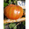 Tomate Chianti Rose , 10 semillas (275)
