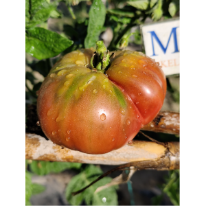 Tomate Indian Stripe , 10 semillas (277)