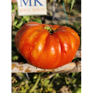 Tomate Beauty of Poitou , 10 semillas (280)