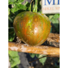 Tomate Marsha's Starfighter Heart , 10 semillas (289)