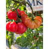 Tomate Bali , 10 semillas (309)