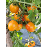 Tomate Artisan Golden Bubmblebee , 10 semillas (310)