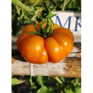 Tomate Banjam Rumi Orange, 10 semillas (311)