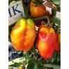 Tomate Andine Cornue , 10 semillas (312)