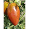 Tomate Purple Isonica , 10 semillas (323)