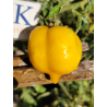 Tomate Anna Herman , 10 semillas (324)