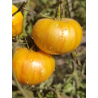 Tomate Lover's Lunch , 10 semillas (353)