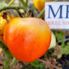 Tomate Carotina , 10 Semillas (359)