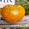 Tomate Terra Cotta , 10 Semillas (380)