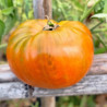 Tomate Jarson 16, 10 semillas (388)