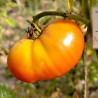 Tomate Babushkina Radost, 10 semillas (396)
