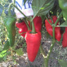 NUMEX SUAVE RED ,Capsicum chinense,10 semillas,cosecha propia (49)