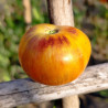 Tomate Cosmic Burst , 10 semillas (408)