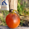 Tomate Rio , 10 semillas (411)
