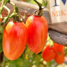 Tomate Maglia Rose , 10 Semillas (414)