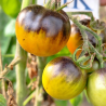 Tomate Cooper Olive , 10 semillas (418)