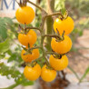 Tomate Champagne , 10 semillas (420)