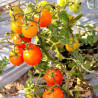 Tomate Pummelfee , 10 Semillas (434)