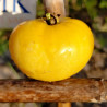 Tomate TC Jones , 10 semillas (446)