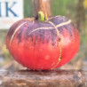 Tomate The Reflex , 10 Semillas (447)