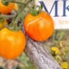 Tomate Bag Sadl , 10 Semillas (451)
