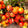 Tomate Lille Lise , 10 Semillas (456)