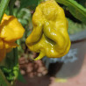 Carolina Reaper Mustard , 10 semillas , Capsicum chinense (596)